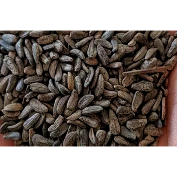 Arctium Lappa L. Seed Extract Burdock Seed Extract