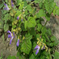 Salvia miltiorrhiza Extracto de Tanshinone Iia a granel