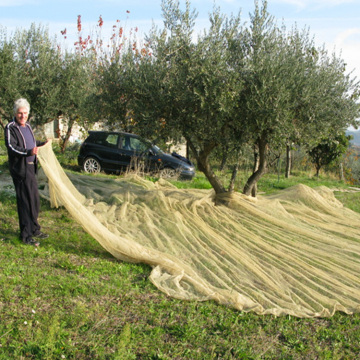 billiger preis olivenbaum sammeln ernte netz