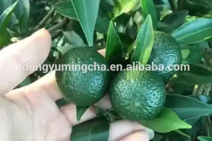 Chinese fruit tea with orange and white tea -----Xiaoqinggan