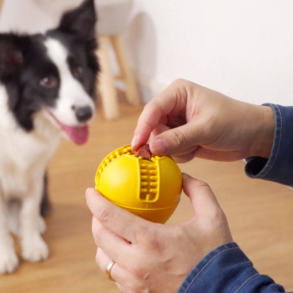 How to Use Rewards for the Best Trained Dog