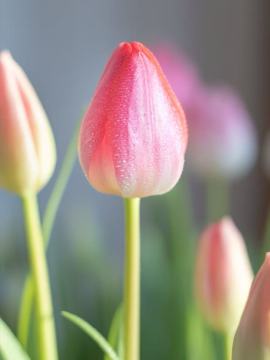 Tulip hạng nhất cắt tươi