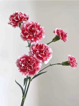 Spray Carnation Scarlett for homemade