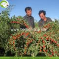 Factory Wholesale Nutrition Natural Ningxia Goji Berries