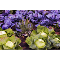 Cabbage Powder Cabbage Extract Powder