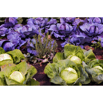 Cabbage Powder Cabbage Extract Powder