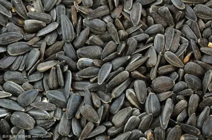 Tasty Dry Sunflower Seeds
