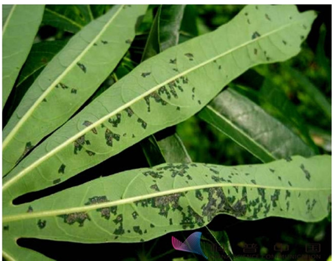 Cassava bacterial angular leaf spot
