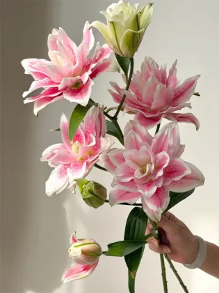 Mars love Double Petal lily