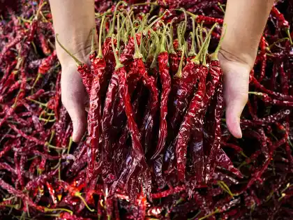 Spicy and authentic Dried chili-Bullet chili pepper