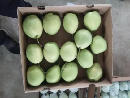 new crop shandong pear