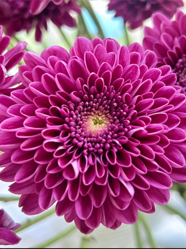 Purple yan spray chrysanthemum