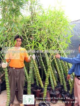bambusa trees