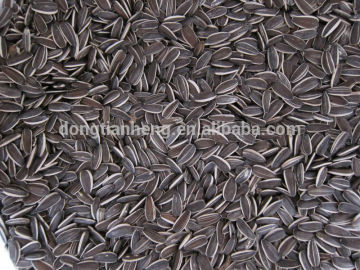 factory sunflower seeds 5009