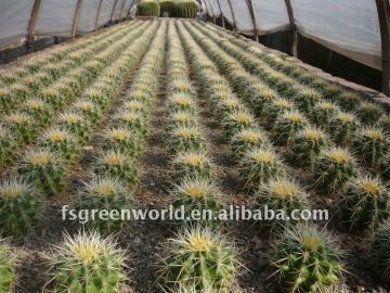 Echinocactus grusonii nursery