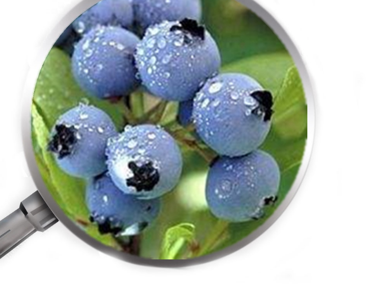 Bilberry Extract 3 Png