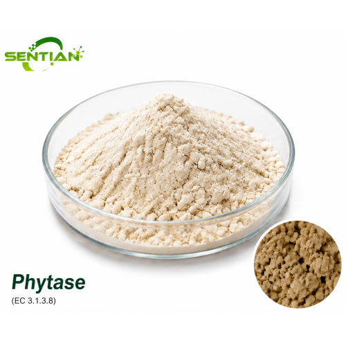 Phytase Enzyme for Phosphorus Release in Animal Feed
