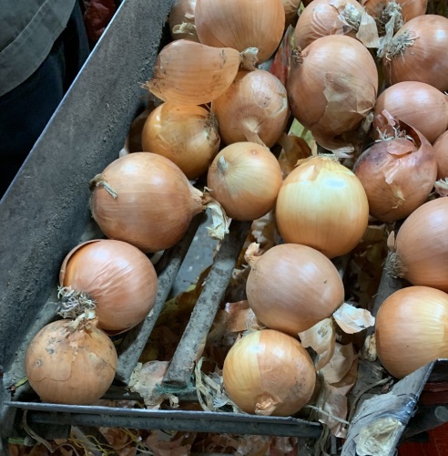 yellow onion for Indonesia market