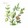 Aceite de jojoba orgánico 100% puro