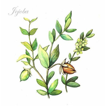 Óleo de jojoba 100% orgânico puro