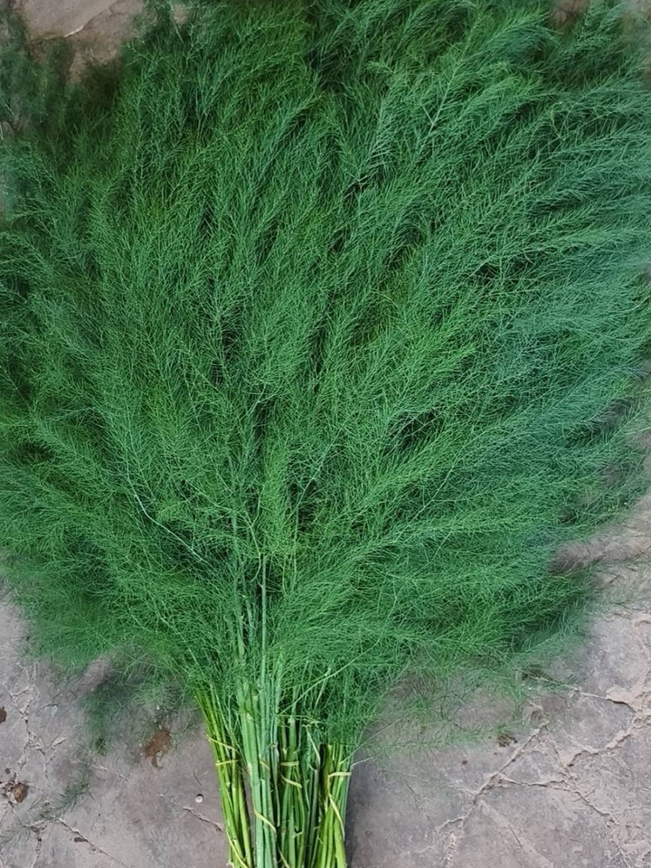 Asparagus Fern