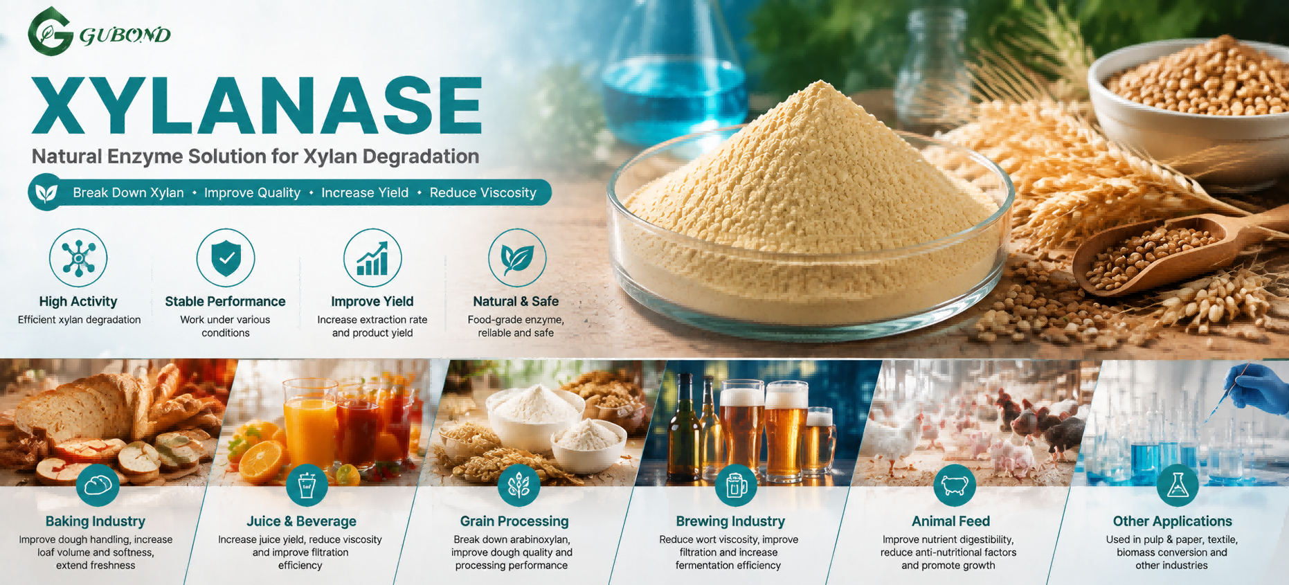 Xylanase