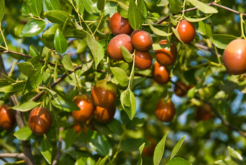 100% Minyak Esensial Jojoba Alami Murni Grosir