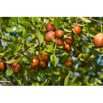 100% Pure Natural Jojoba Essential Oil Wholesale