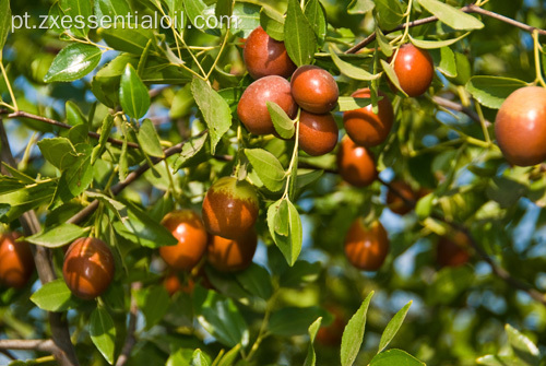 Óleo Orgânico Natural de Jojoba 100% Puro