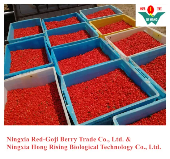 New Crop Fresh Goji Berry Wolfberry