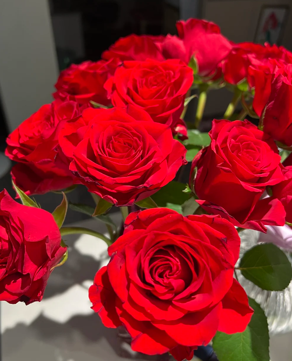 Admiration Rose