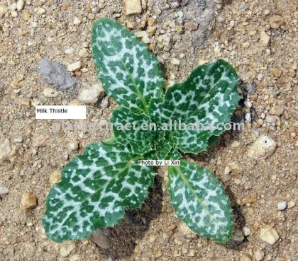 Special Silymarin(Milk Thistle Extract)