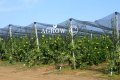 Agtek + Gable Orchard Anti-Hail Netting System