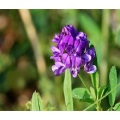 Polvo de hierba de alfalfa al por mayor a granel de alfalfa orgánica