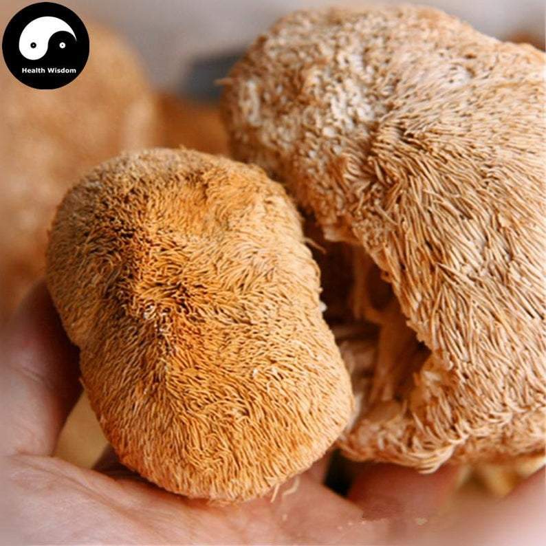 Hericium Erinaceus, Lion's Mane Mushroom, Yamabushitake