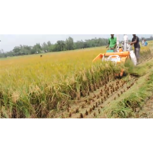 Colheitadeira de arroz Kubota na Tailândia