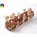 Engendro de hongo shiitake saludable de alto rendimiento