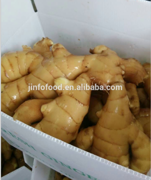2105 new Fresh Ginger