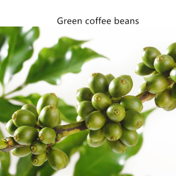 Compound enzymes for coffee bean processing