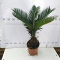 Cycas revoluta 140# A CLASS