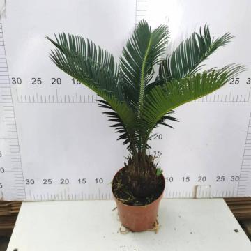 Cycas Revoluta 140# isang klase