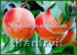 hot sales of dried peaches
