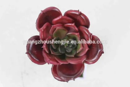 CHY040923 Wholesale cactus plant/indoor decoration plant/mini cactus