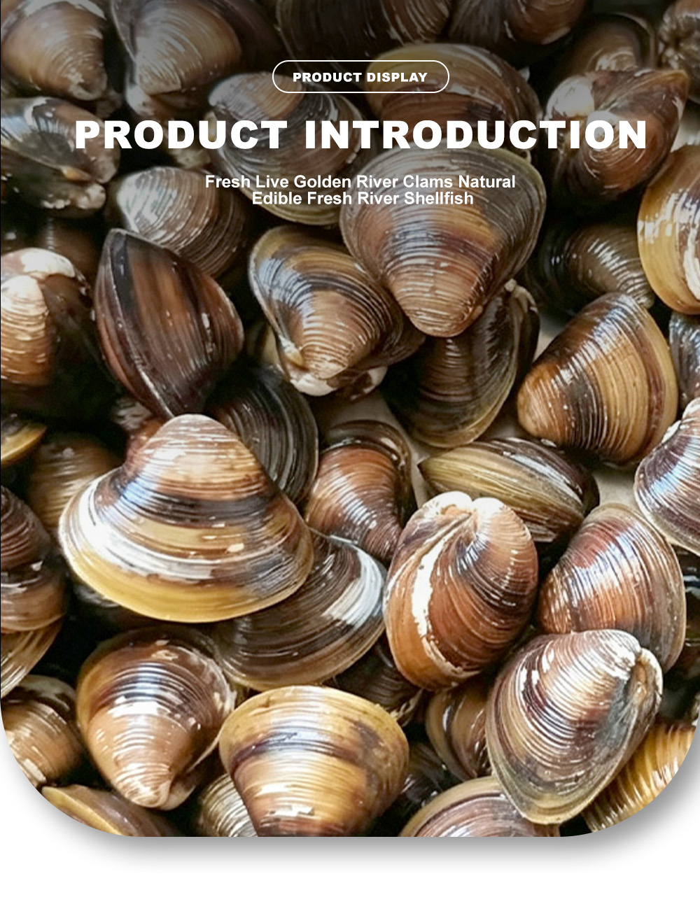 Carne di 2 vongole-x 2-clam meat-x