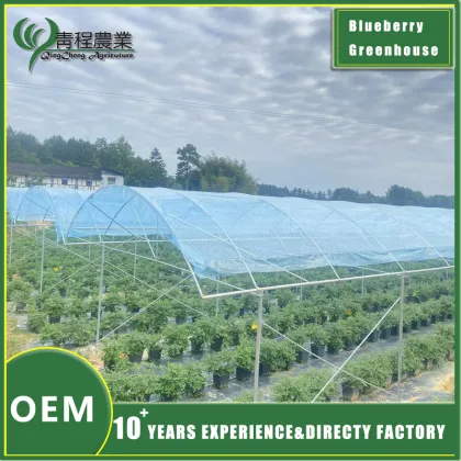 Blueberries Greenhouse Structure Design