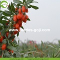 Bekalan Kilang Pemakanan Asli Pemakanan Buah-buahan kering Goji Berry