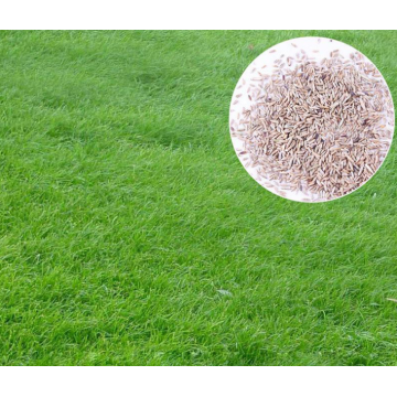 Animal food Forage grass seed Perennial ryegrass