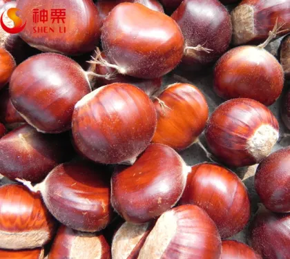 Sweet Raw fresh chestnut for sale---- bulk fresh raw chestnut