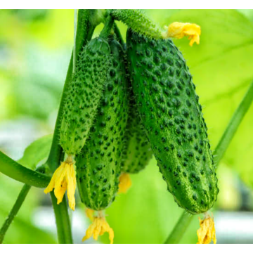 Pure Sea Cucumber Extract