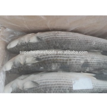 High Quality Ready Stock Of Frozen Grey Mullet Size 1-2kg
